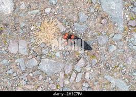 Image result for marten poop