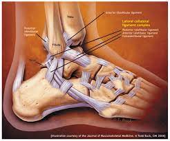 Tulang telapak kaki memiliki 14 tulang pergelangan kaki, dan 10 tulang telapak kaki, serta 28 tulang jari kaki. Penyebab Cedera Ankle Dan Pengobatannya