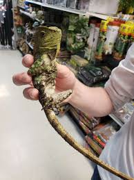 Maybe you would like to learn more about one of these? Major League Exotic Pets Off 75 Www Usushimd Com
