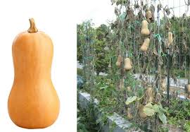 Meaning Of Kaddu In English How Does Butternut Squash Look Like
