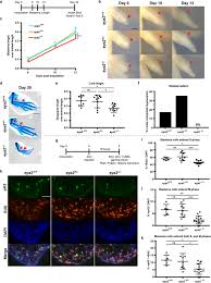 Is the mutation even in a gene? Eya2 Promotes Cell Cycle Progression By Regulating Dna Damage Response During Vertebrate Limb Regeneration Elife