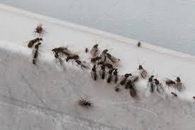 Get rid of house ants and carpenter ants naturally. How To Get Rid Of Flying Ants Naturally Getridofallthings Com