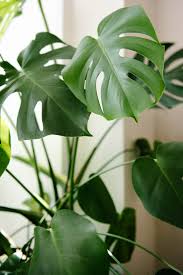 Foto Agneta Jonele Manilla Plants Plant Goals Monstera