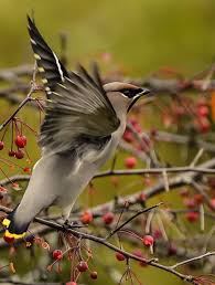 Cedar Waxwing Brown Birds That Look Like Cardinals Pin By Deb Ream On All Creatures Great And Small Nature Birds Pet Birds