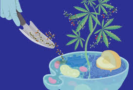 Bagi anda para pecinta film hollywood, mungkin referensi dari para aktor ini bisa menginspirasi anda. Memproduksi Zat Aktif Ganja Dari Ragi Ikons Id