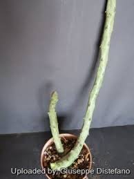 Image result for Ceropegia gracilior