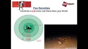 Kelpie Pronunciation Of Kelpie In Australian English