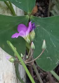 Image result for Oxalis latifolia