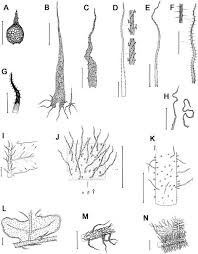 Image result for Megalastrum lanuginosum