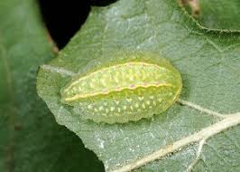 Image result for Apoda limacodes