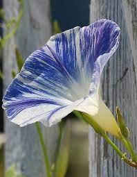 Morning Glory Morning Glory Flowers Morning Glory Full Sun Perennials