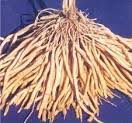 Image result for Asparagus racemosus