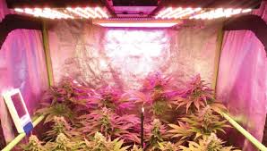 We did not find results for: Growing Cannabis With Led Lights Pros And Cons Growdiaries