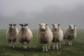 Blacknose Sheep Look Like Adorable Stuffed Animals Tiffy Taffy Cute Animals Animals Sheep