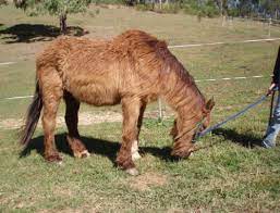 Equine Cushing S Disease Westvets Veterinary Practice