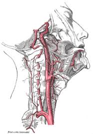 Arteries in the neck diagram, common carotid artery branches, external carotid artery function, how many carotid arteries, left common carotid artery function, the left common carotid artery supplies blood to the, what does the external carotid artery supply, what regions of the body are. Common Carotid Artery Wikipedia