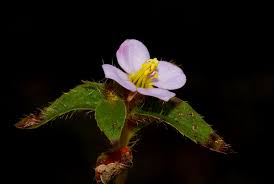 Image result for Antherotoma