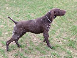 Image result for německý ohař krátkosrstý