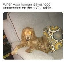 Funny dog memes clean funny dog memes 2019 dog meme face. Funny Animal Memes Clean 2019