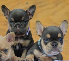 We focus on health, socialization and blue french bulldog puppies. French Bulldog Puppies For Sale French Bulldog Breeders