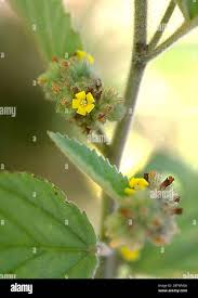 Image result for Waltheria