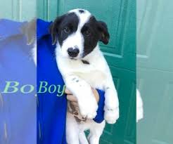 Border collie mix puppies ready to meet for a new home. View Ad Border Aussie Dog For Adoption Near Michigan Richmond Usa Adn 219514