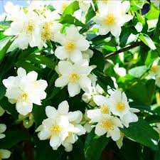 Check spelling or type a new query. Mock Orange Philadelphus Belle Etoile Hedges Direct