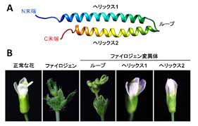 葉化病発症の仕組みを構造化学的に解明 葉化病治療薬開発や新品種開発に新たな道 東京大学大学院農学生命科学研究科 農学部