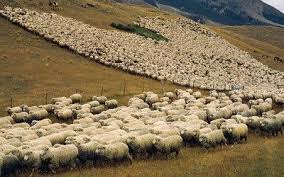Merinos Koyunu Fiyatlari Merinos Koyunu Ciftlikleri Yetistiricileri 0532 614 63 53 Yilmaz Atilla Gebze Avustralya Coban Kopegi Ciftlikler Avustralya