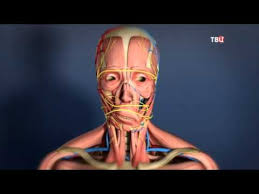 как лечить воспаление тройничного лицевого нерва в домашних условиях Vosstanovlenie Povrezhdennyh Nervov Lica Doktor I Youtube