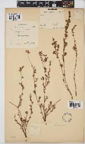 Image result for Ascolepis protea