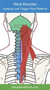Pin On Trigger Points On The Body