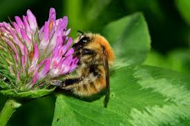 Image result for Bombus humilis