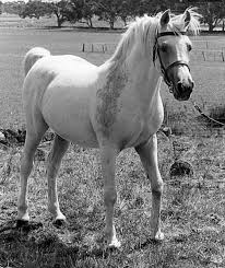 Image result for Bright White 1992 Shadow