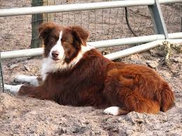 Australian Shepherd Colors and Markings: Rarest to Most Common - A-Z Animals