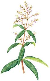 Gomez ortega, a botanish casimiro, and antonio paulau y verdera provided the botanical name aloysia citriodora. 28 Lemon Verbena Ideas Lemon Verbena Verbena Herbalism