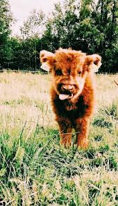 Cute Cute Baby Cow Cute Little Animals Fluffy Cows
