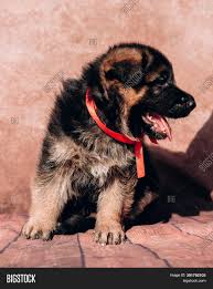 My available litters of puppies are posted on my puppy page. Beautiful Little Black Image Photo Free Trial Bigstock