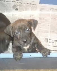 Maybe you would like to learn more about one of these? Boxer Puppies For Adoption The Y Guide
