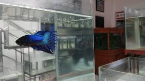 We did not find results for: Ikan Cupang Jenis Keistimewaan Sejarah Dan Cara Ternak Ikan Cupang