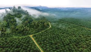 The oil palm plantation as well as milling activities nationwide, leave behind huge amounts of biomass, way much larger than any other type of biomass. Making Peace With Oil Palm Science