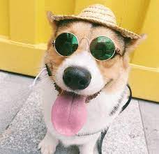 Pets New Inventions Fashion Pet Products Cat Sunglasses Dog Glasses Other Pet Products Accessory Buy Pet Pet Photo Prop Cat Sunglasses Photo Prop Accessories