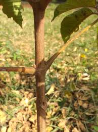 Image result for Vitex fischeri