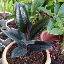 'black prince' rubber plant or ficus elastica burgundy has very dark green glossy leaves, the stems and underside of the leaves have a burgundy tone. Ficus Elastica Black Prince Rubber Tree Plant Lazada Ph