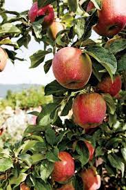 Photos Restaurants Farms And Farm Stays In Oregon And Washington Apple Farm Farm Agritourism Farms