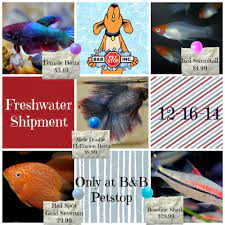 New Freshwater Shipment 12-16-14 Halfmoon Betta Pets Fresh Water