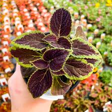 Image result for Coleus