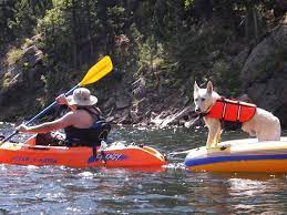 Do You Paddle With Your Dog K 9 Kayaking Kayak Photography Kayaking With Dogs Kayaking Gear Kayaking