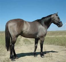 Image Result For Grullo Paint Horse Horses Grulla Horse Aqha Horses