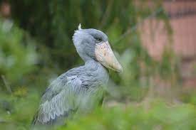 Ciocănitoarea pestriță mare (dendrocopos major) este o pasăre din familia picidelor (picidae), cu o mărime de 25 cm (cât mierla neagră), de culoare tărcat alb cu negru; PasÄƒre Cioc Mare Fotografie GratuitÄƒ Pe Pixabay